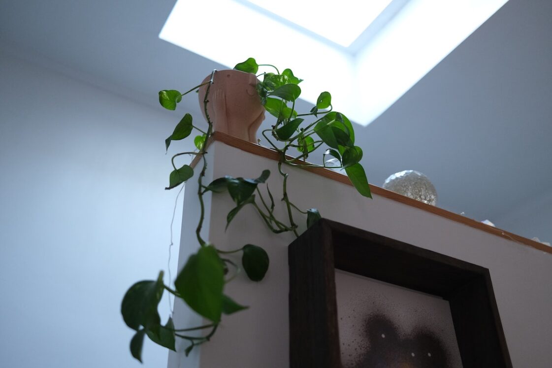 Satin Pothos: The Plant That Purifies Indoor Air and Adds Style to Your Home